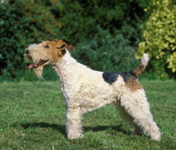 Fox Terrier Fox Terrier