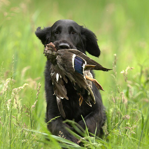 Calibrating Your TR-dog Dog Gps Tracking System Compass Is A Simple Process Calibrating Your TR-dog Dog Gps Tracking System Compass Is A Simple Process