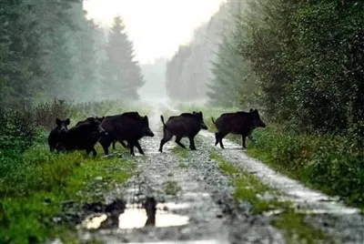 Najlepšie obdobie roka na lov ošípaných