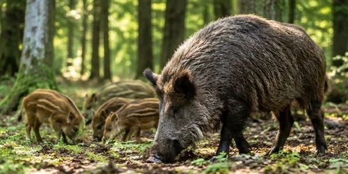 Ako čítať pohyb divých prasiat: Pochopenie ich každodenných vzorcov a správania